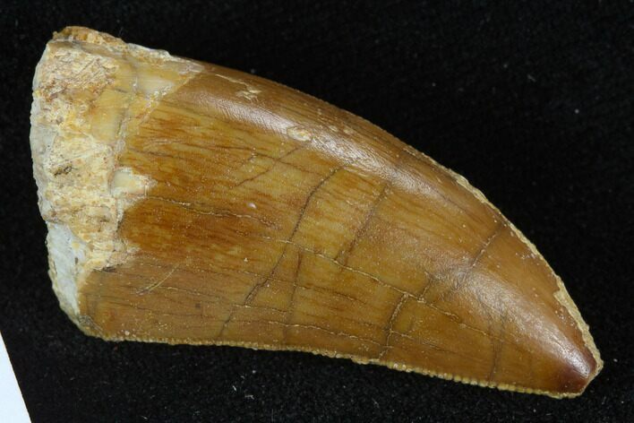 Serrated, Carcharodontosaurus Tooth - Real Dinosaur Tooth #127174